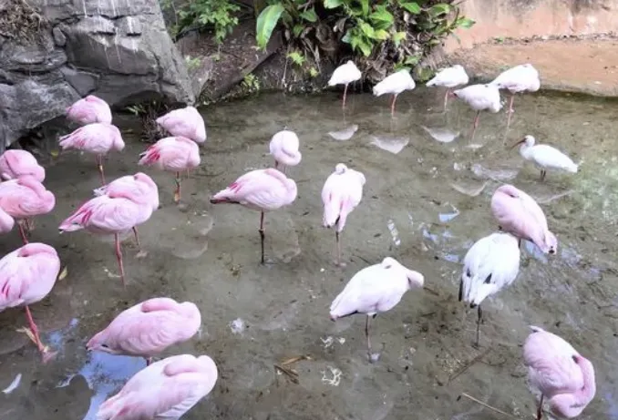 Animal Kingdom 2026 Updates